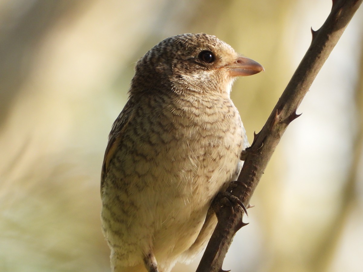 Pie-grièche à tête rousse - ML639632396