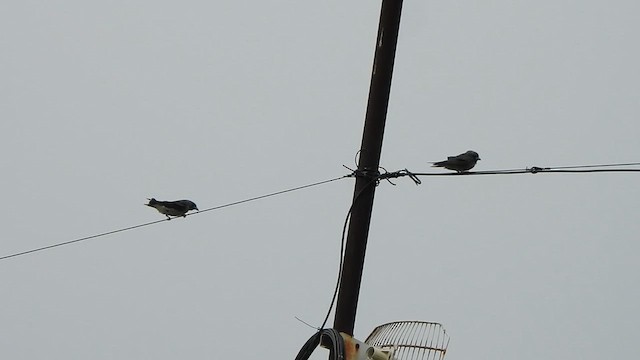 Ashy Woodswallow - ML639632424