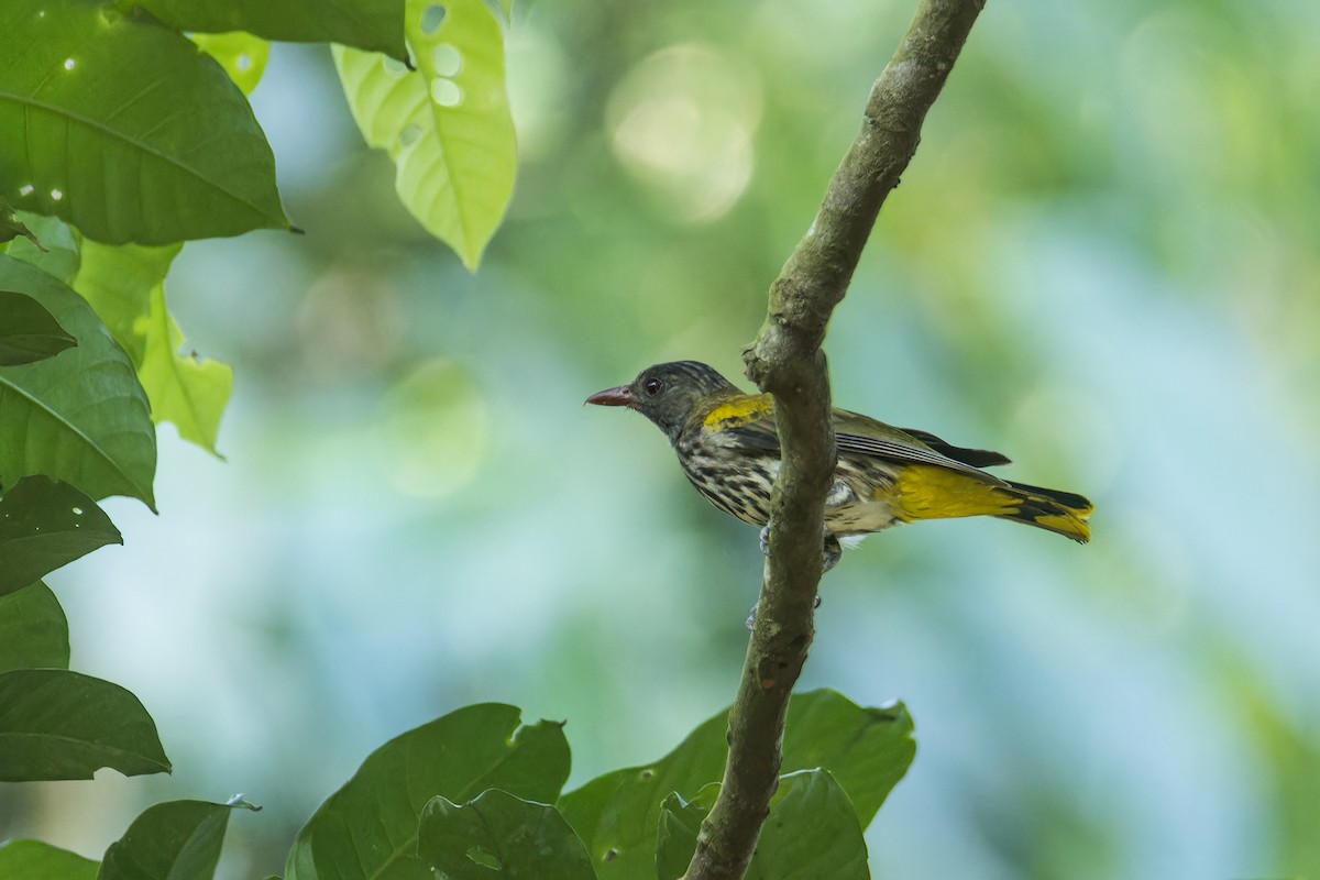 Ventriloquial Oriole - ML639632429