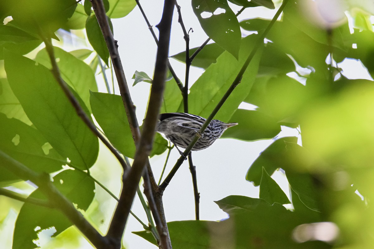 Amazonian Streaked-Antwren - ML639632477