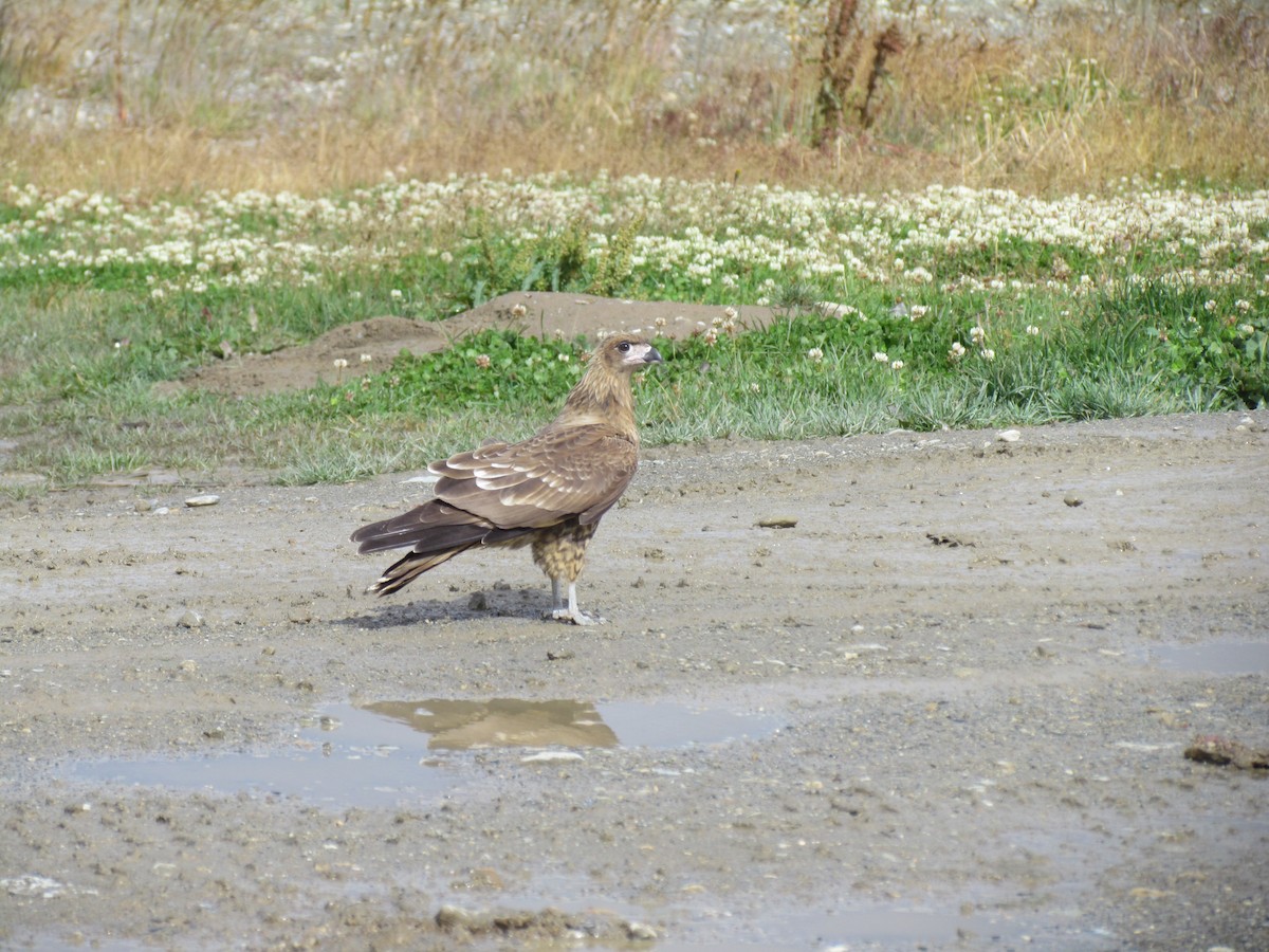hvitbrystkarakara - ML639632519
