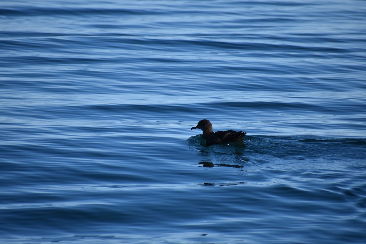 Sooty/Short-tailed Shearwater - ML639632527