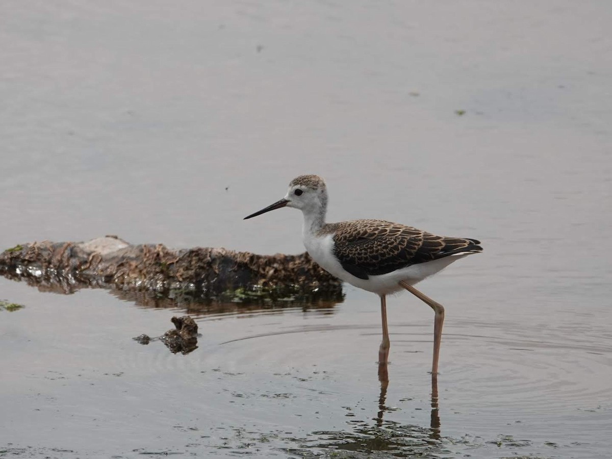 高蹺鴴 - ML639632572