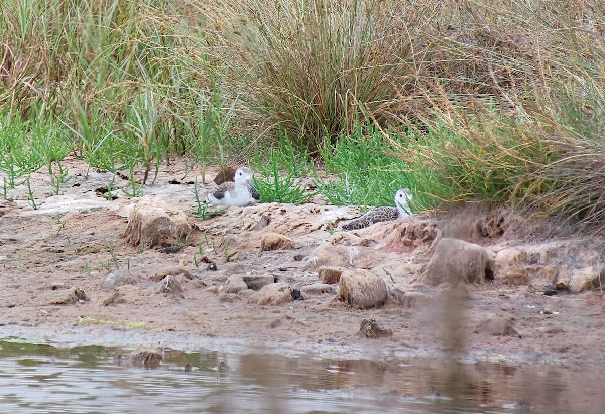 高蹺鴴 - ML639632573