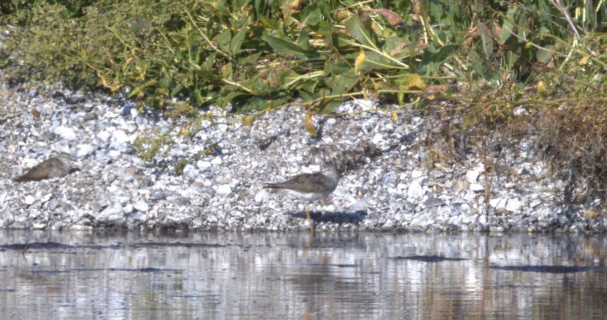 Lesser Yellowlegs - ML639632586
