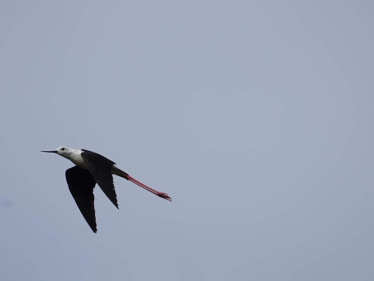 高蹺鴴 - ML639632603