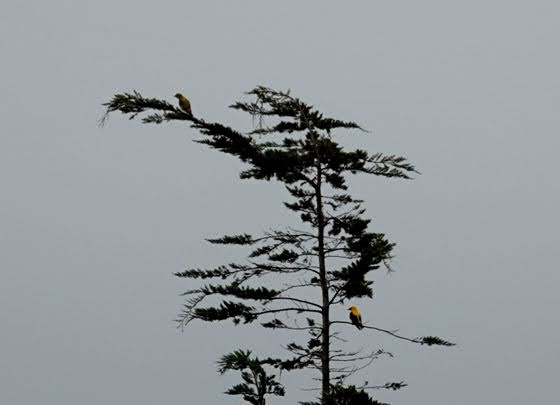 Eurasian Golden Oriole - ML639632619