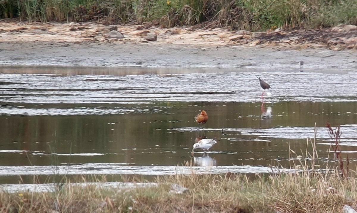 黑尾鷸 - ML639632656