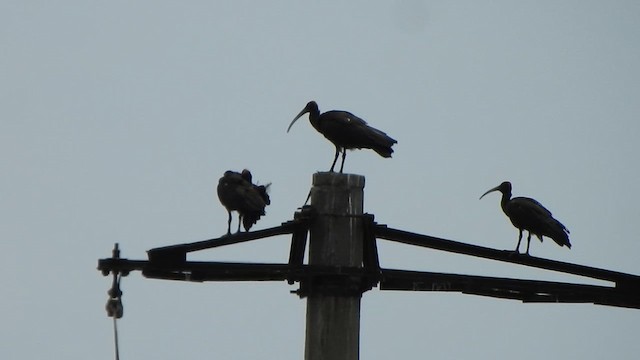Red-naped Ibis - ML639632751