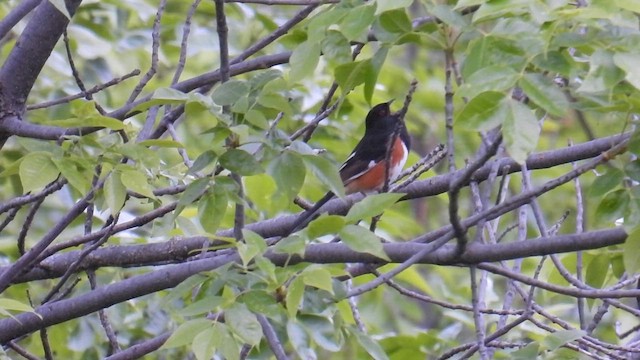 Eastern Towhee - ML639632808