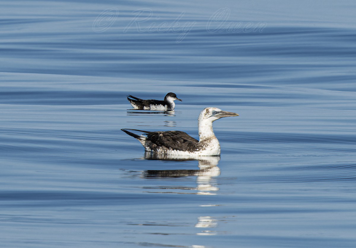 Manx Shearwater - ML639632827