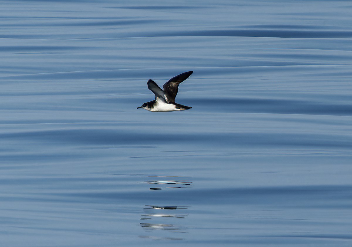 Manx Shearwater - ML639632837