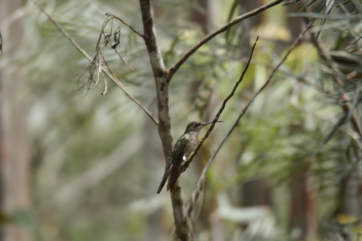 Gray-breasted Sabrewing (obscurus) - ML639632984