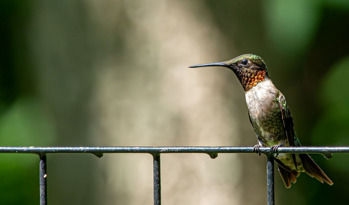 Colibri à gorge rubis - ML639633129