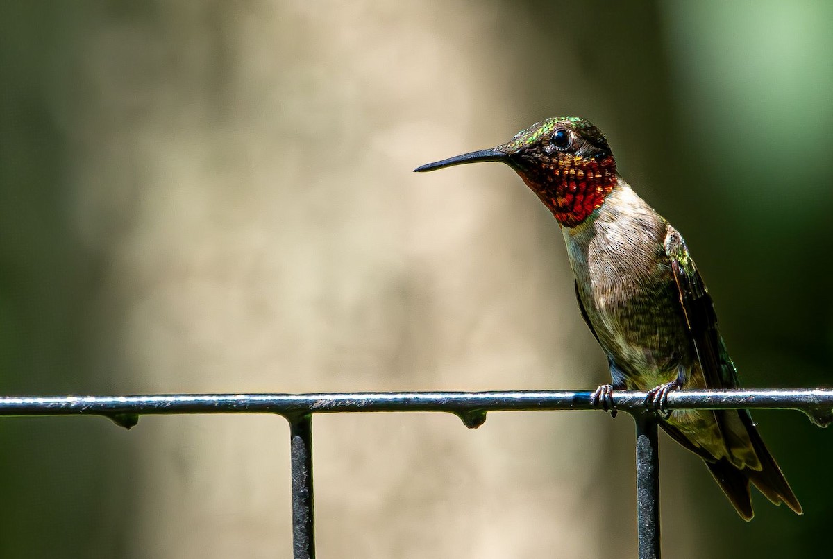 Colibri à gorge rubis - ML639633132