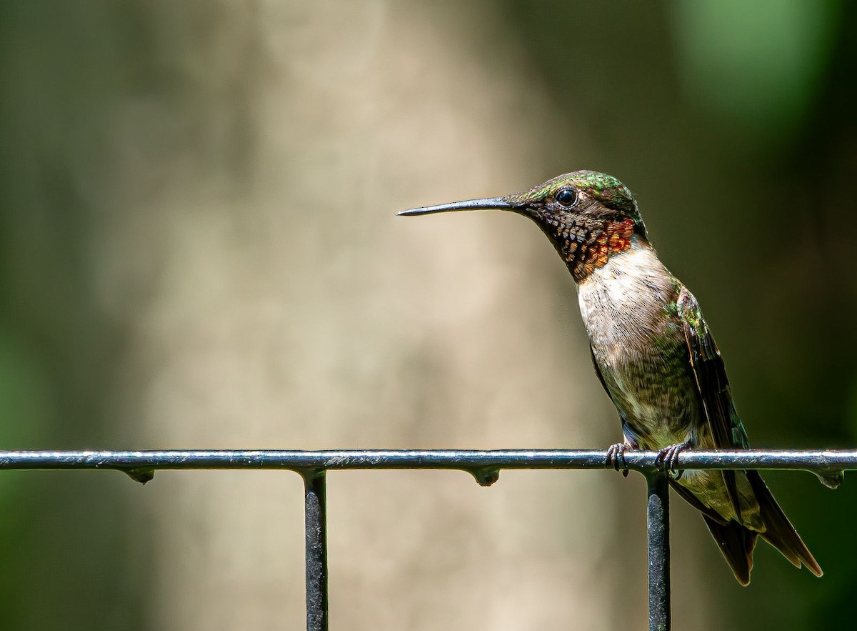 Colibri à gorge rubis - ML639633133