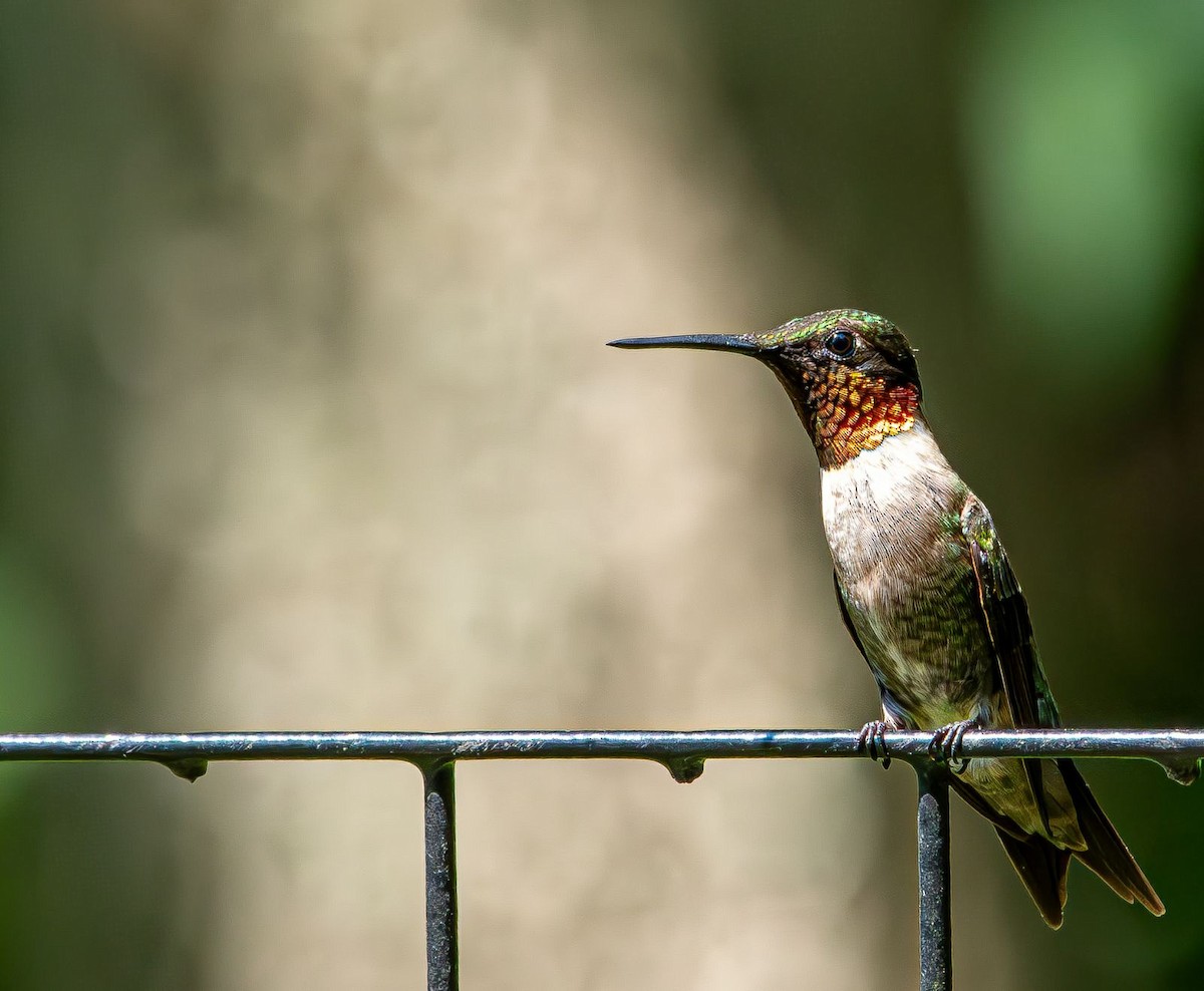 Colibri à gorge rubis - ML639633134