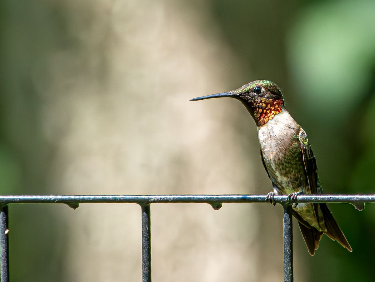Colibri à gorge rubis - ML639633135