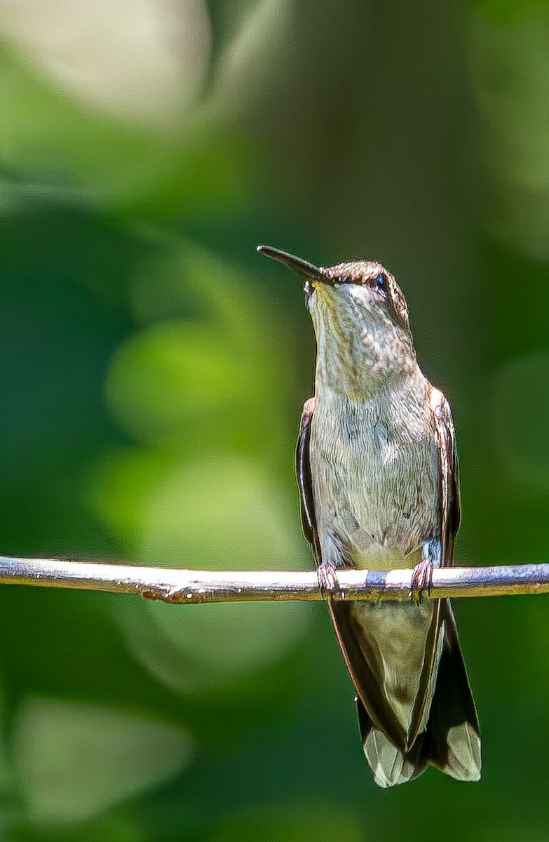 Colibri à gorge rubis - ML639633136