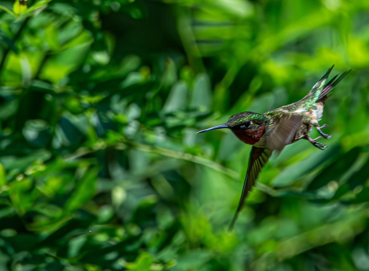 Colibri à gorge rubis - ML639633137