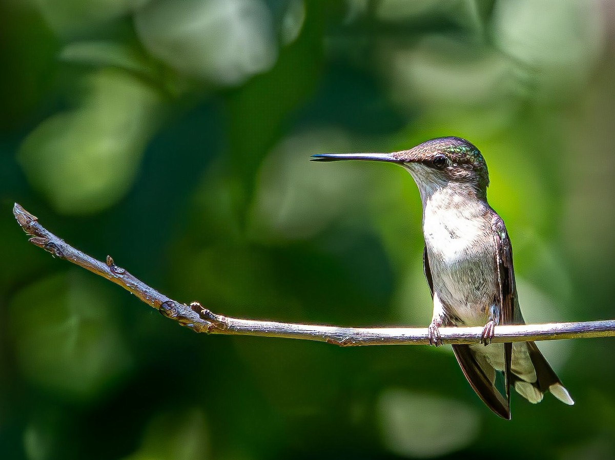 Colibri à gorge rubis - ML639633139
