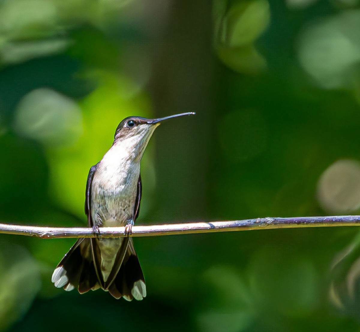 Colibri à gorge rubis - ML639633140