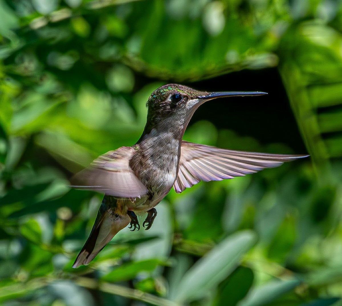 Colibri à gorge rubis - ML639633143