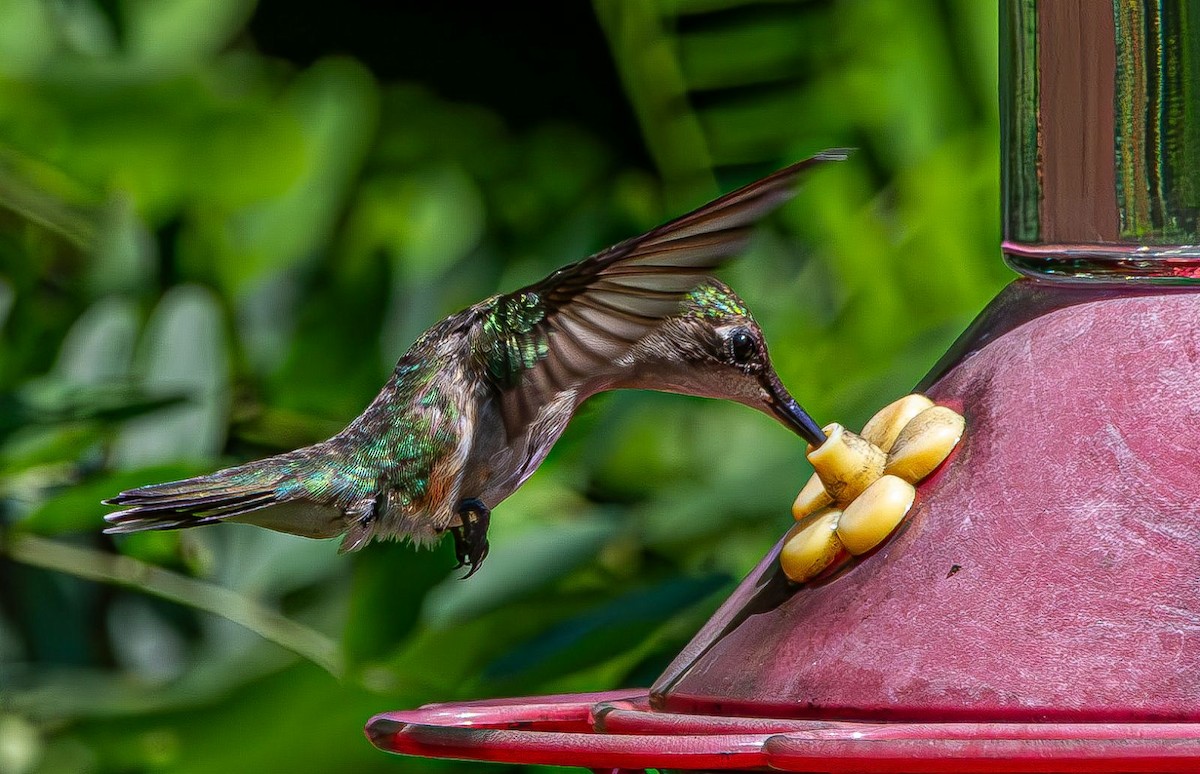 Colibri à gorge rubis - ML639633144