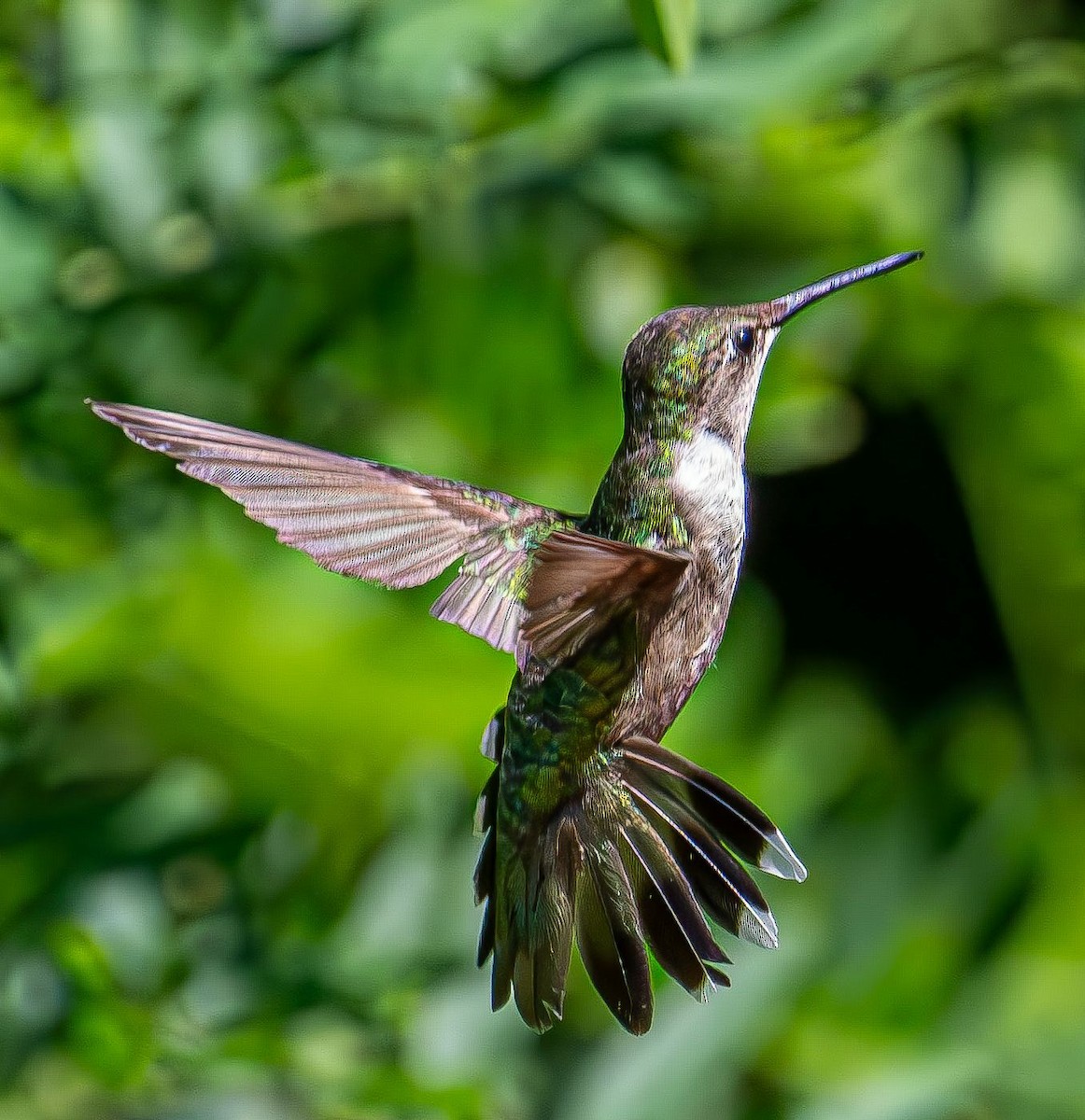 Colibri à gorge rubis - ML639633146