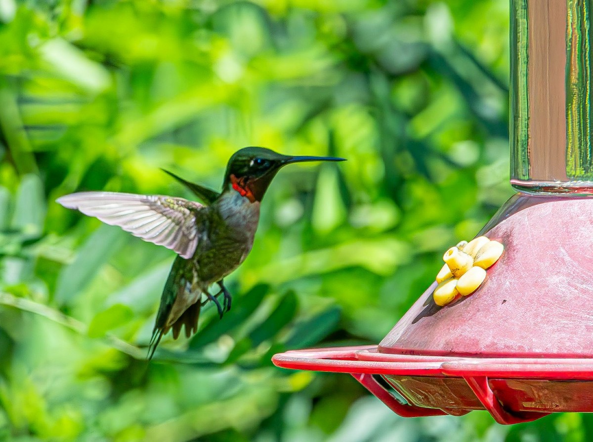Colibri à gorge rubis - ML639633147