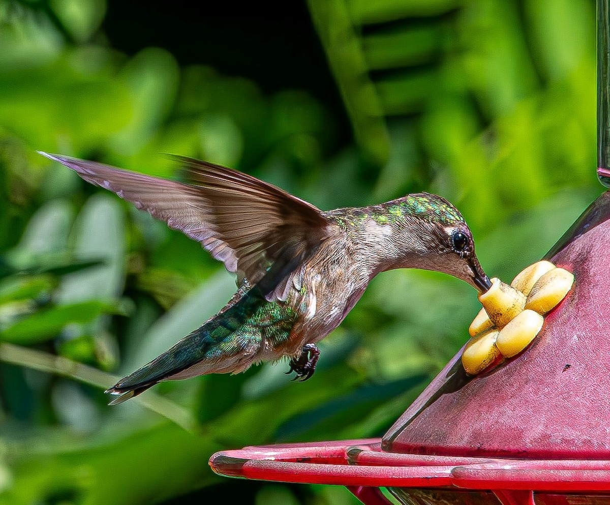 Colibri à gorge rubis - ML639633148