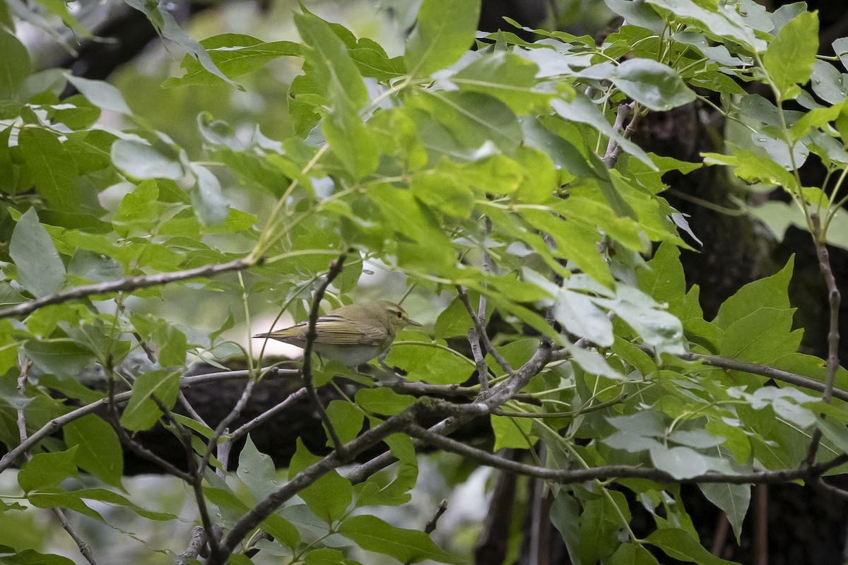 Mosquitero Silbador - ML639633302
