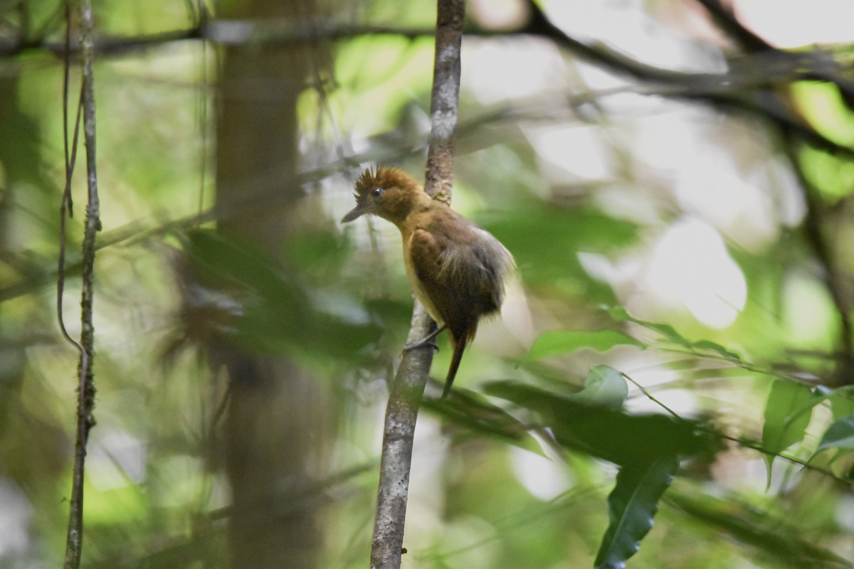 White-shouldered Antshrike - ML639633324