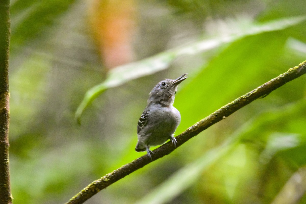 Gray Antwren - ML639633335