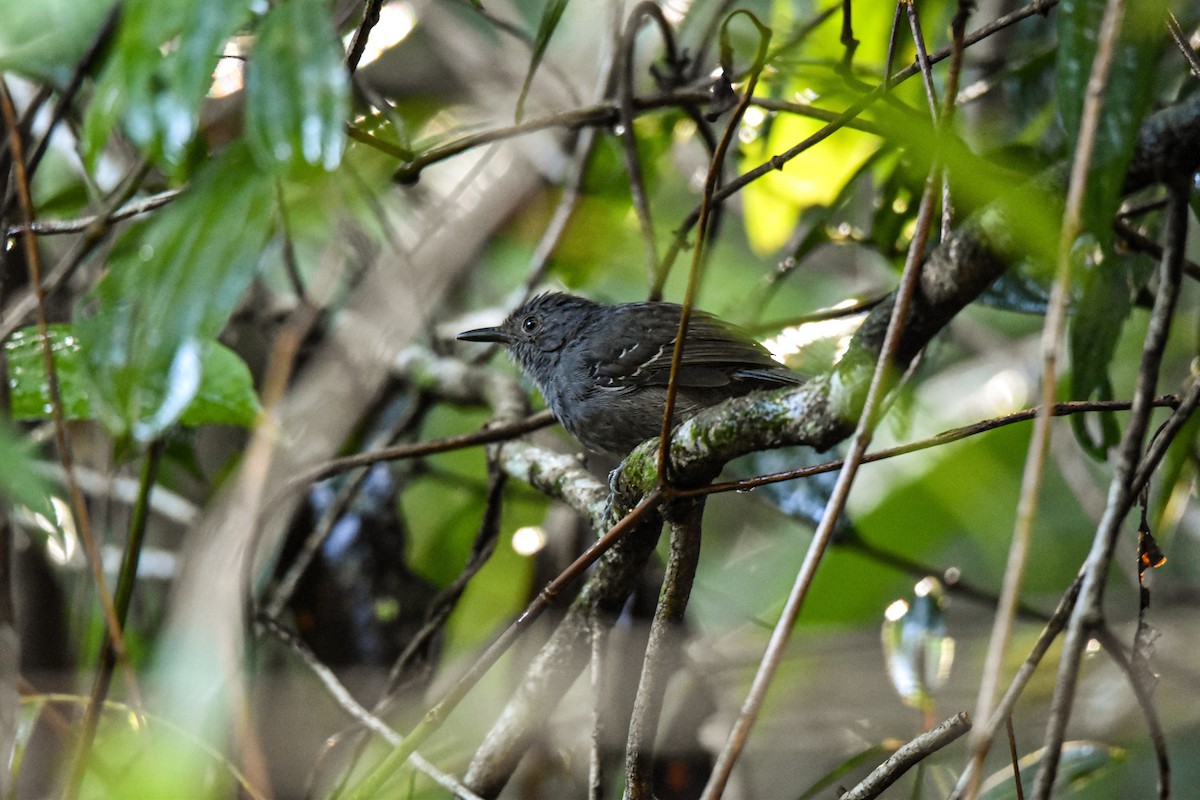 Willis's Antbird - ML639633347