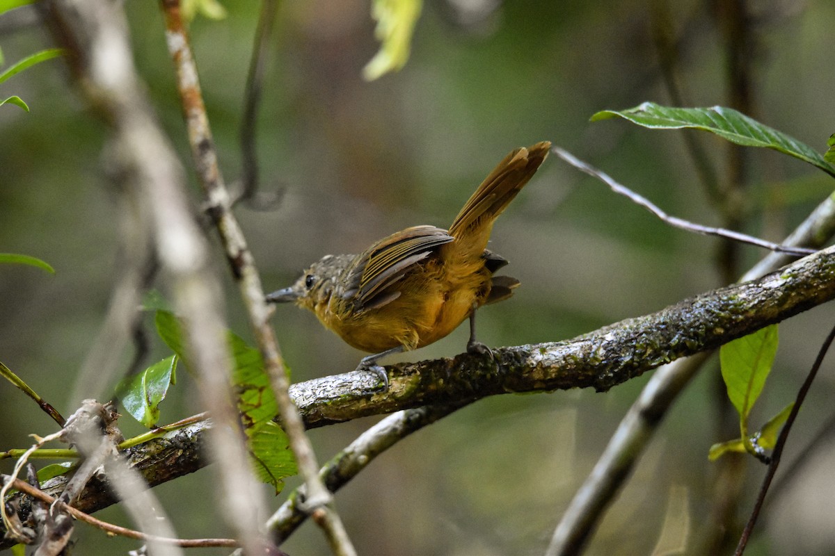 Willis's Antbird - ML639633349