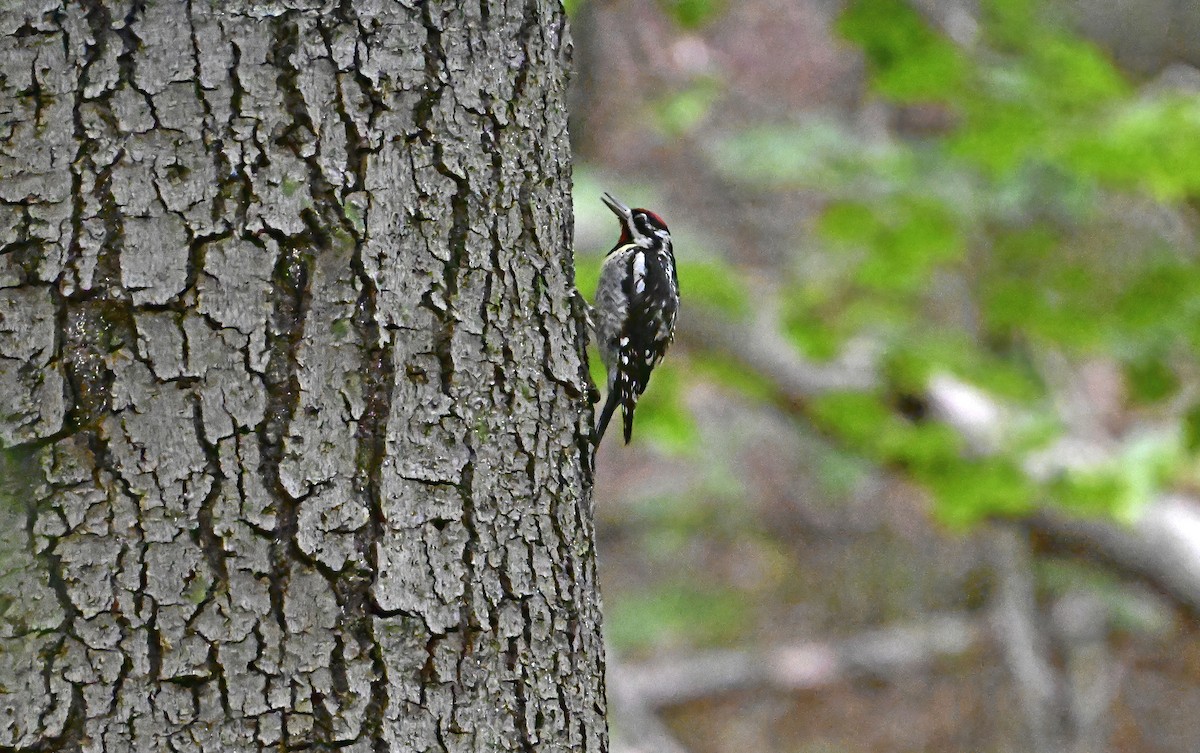 Yellow-bellied Sapsucker - ML639633351