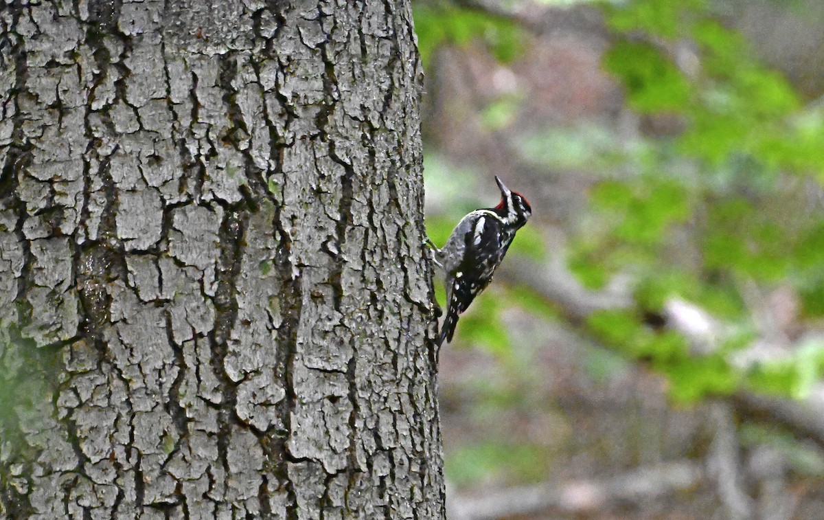 Yellow-bellied Sapsucker - ML639633352