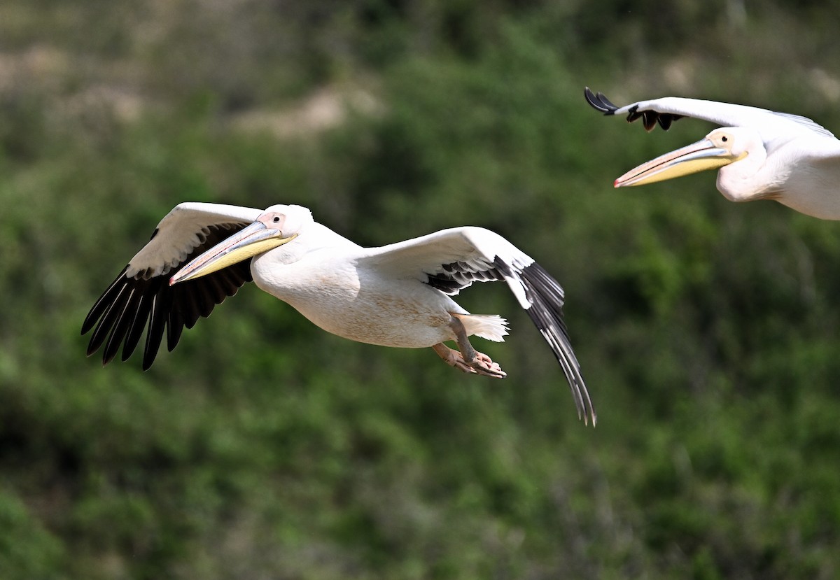 Great White Pelican - ML639633356