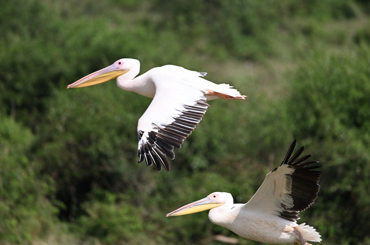 Great White Pelican - ML639633357