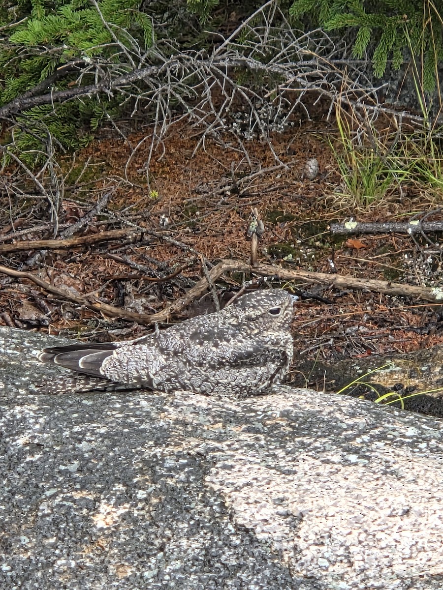 Common Nighthawk - ML639633387