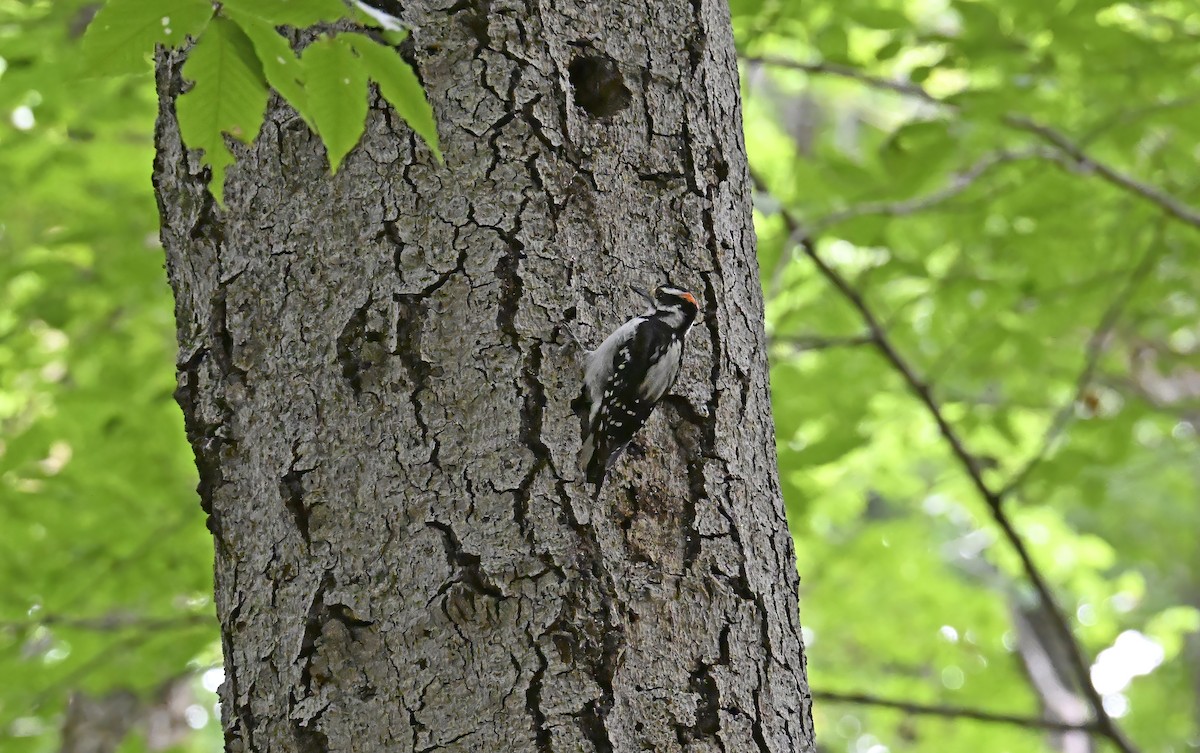 Downy Woodpecker - ML639633391