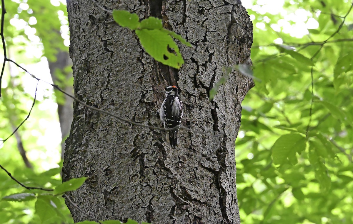 Downy Woodpecker - ML639633392