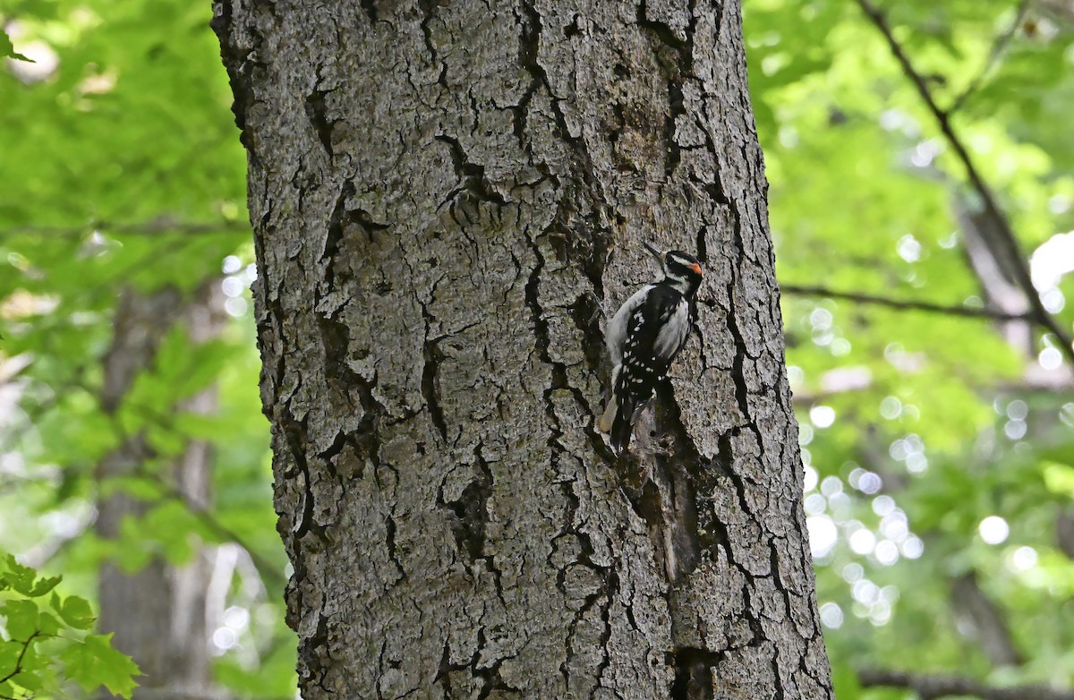 Downy Woodpecker - ML639633393