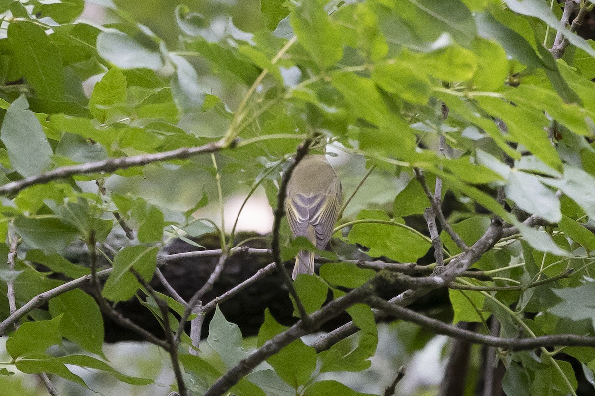 Mosquitero Silbador - ML639633434