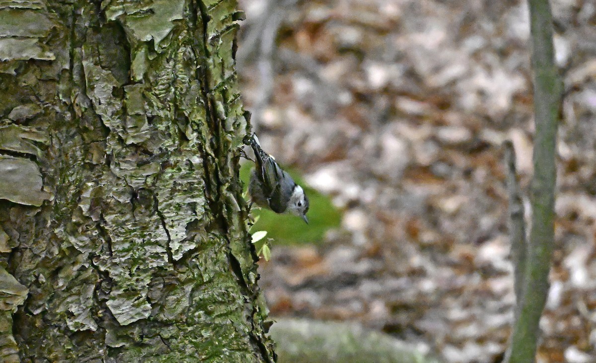 White-breasted Nuthatch - ML639633443