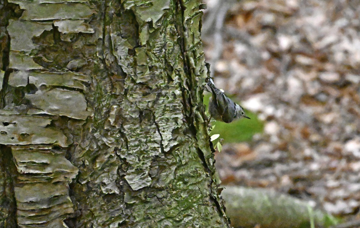 White-breasted Nuthatch - ML639633444