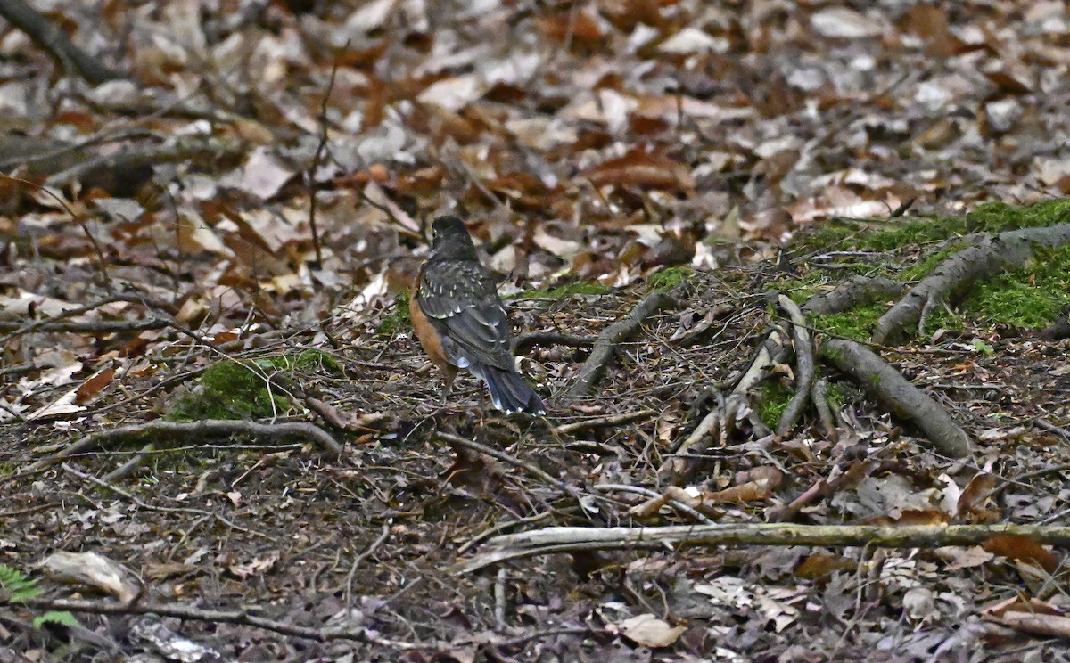 American Robin - ML639633465