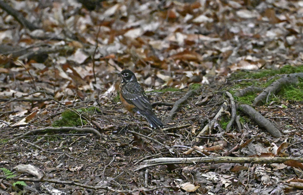 American Robin - ML639633466