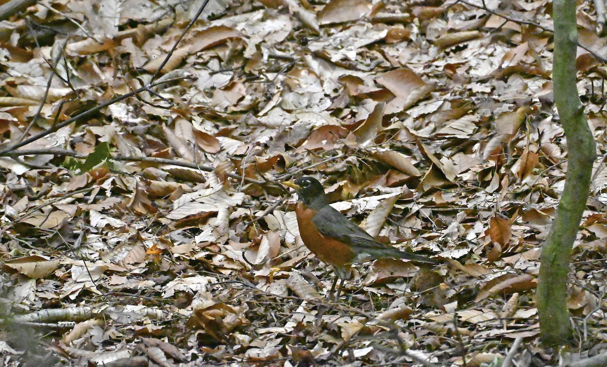 American Robin - ML639633467